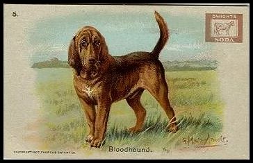 5 Bloodhound